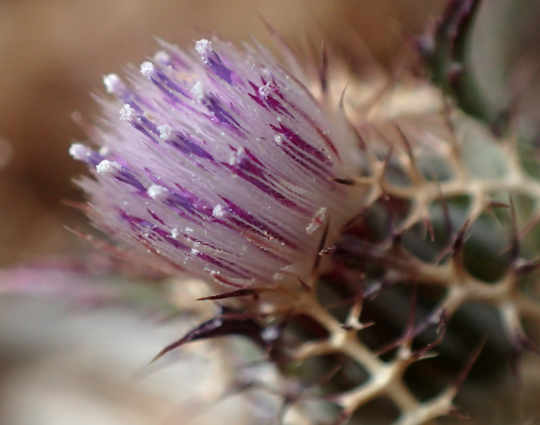 Image of Atractylis cancellata specimen.