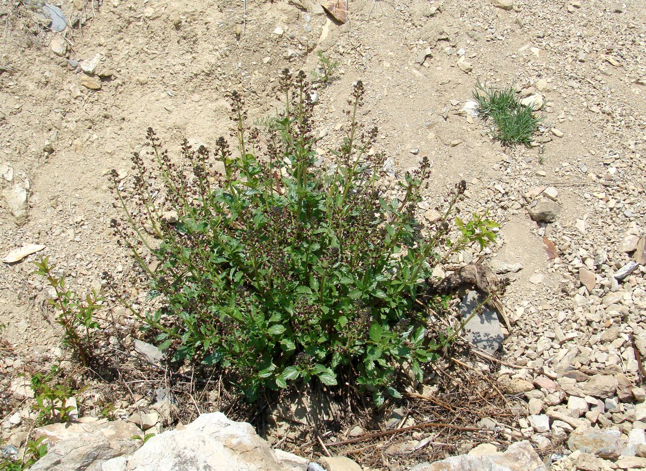 Image of Scrophularia incisa specimen.