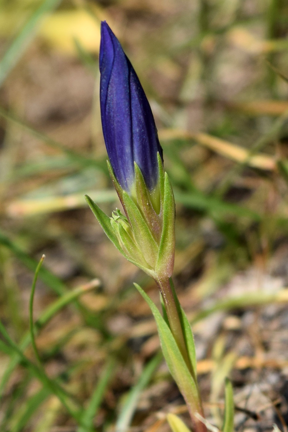 Image of Gentiana olivieri specimen.