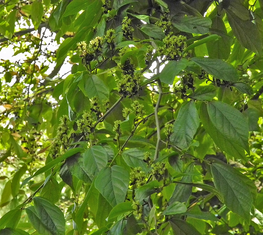 Изображение особи &times; Sycoparrotia semidecidua.