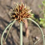 Cyperus capitatus