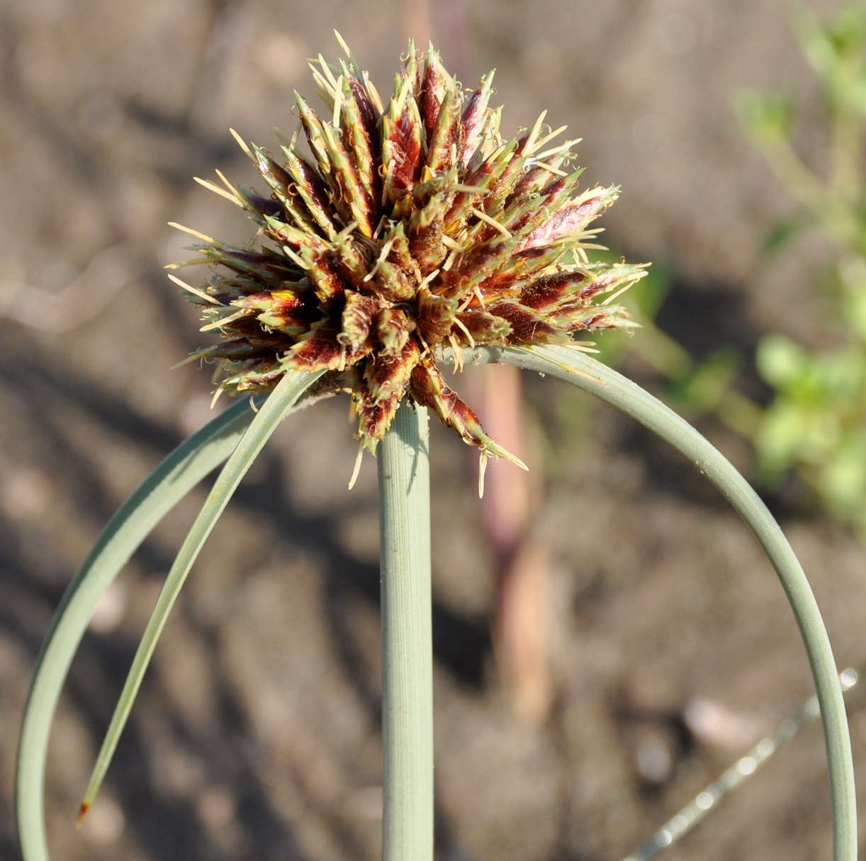 Image of Cyperus capitatus specimen.