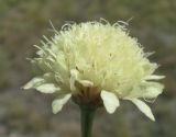 Cephalaria uralensis