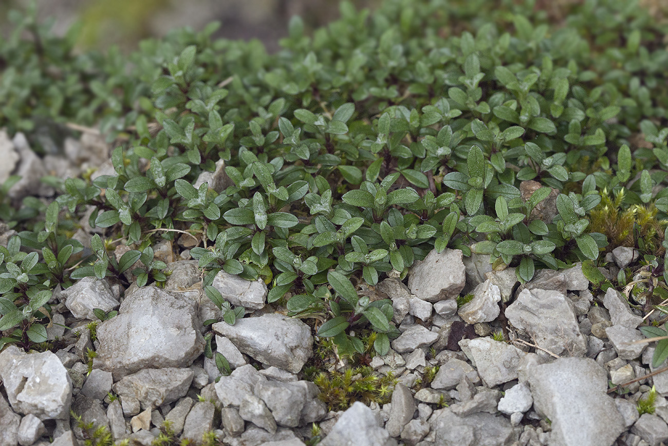 Image of genus Cerastium specimen.