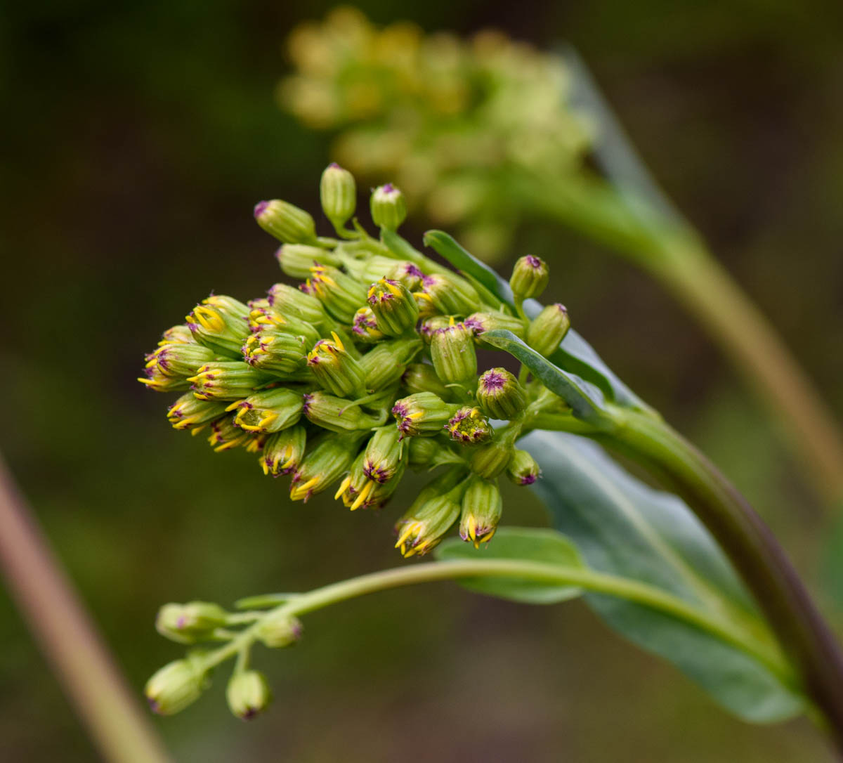 Image of Ligularia altaica specimen.