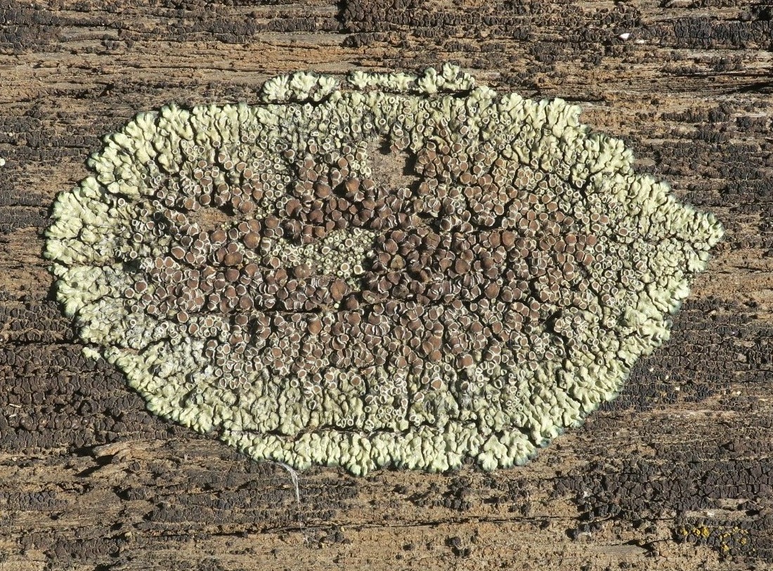 Изображение особи Lecanora muralis.