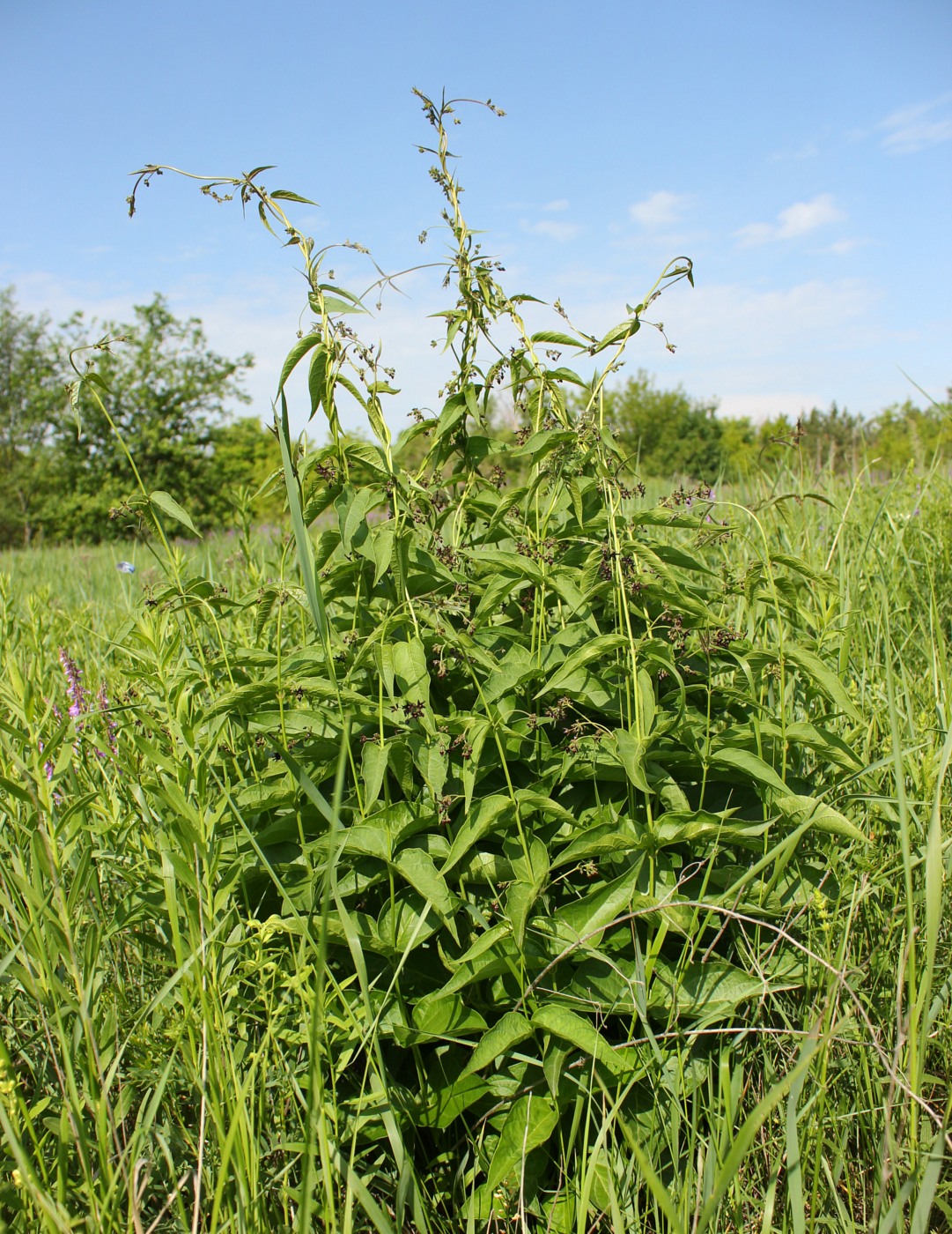 Image of Vincetoxicum donetzicum specimen.