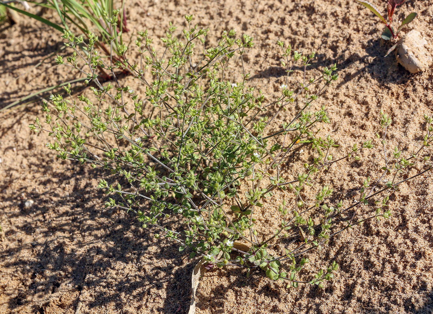 Изображение особи Arenaria serpyllifolia.