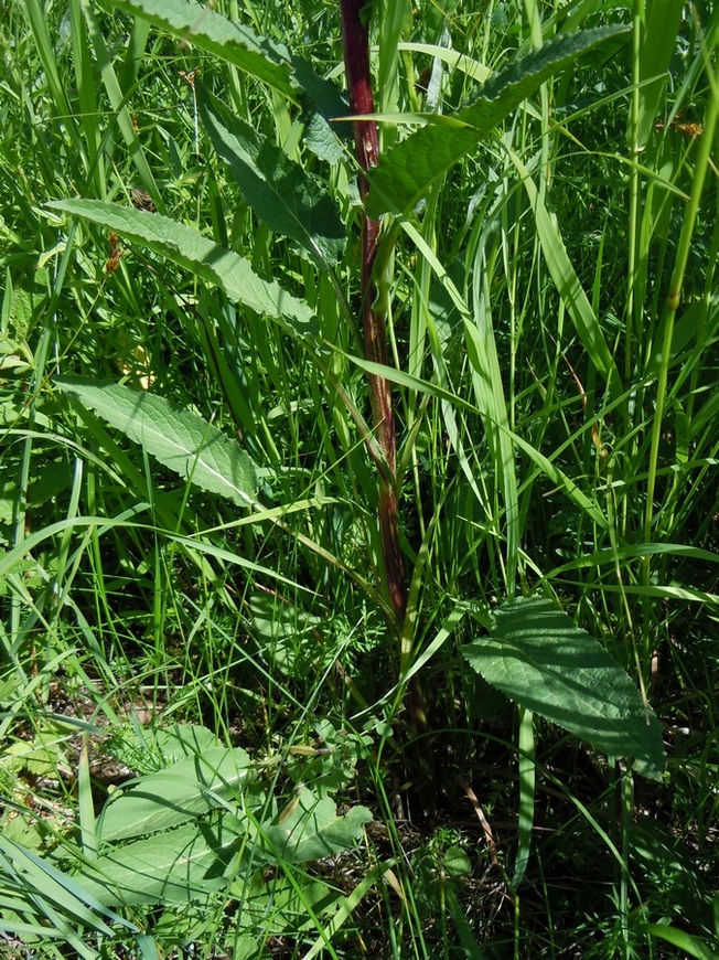 Image of Campanula farinosa specimen.