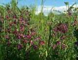 Vicia striata. Цветущие растения. ЮЗ Крым, Варнаутская долина, окр. с. Резервное, луг. 11.05.2019.