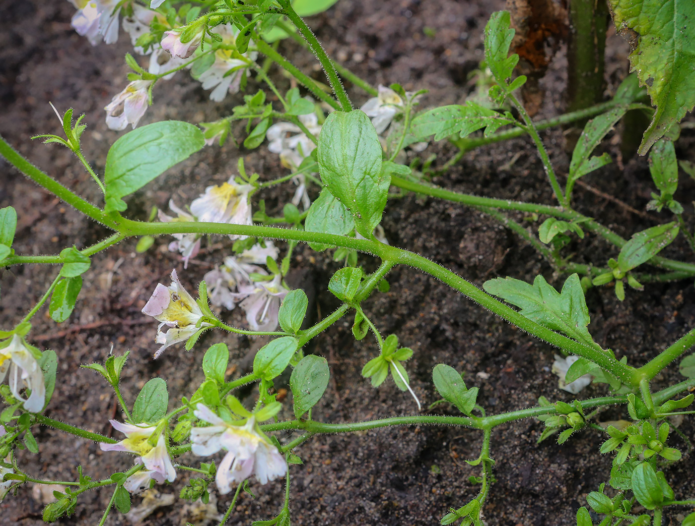 Изображение особи род Schizanthus.