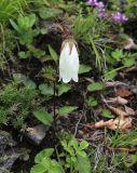 Campanula punctata