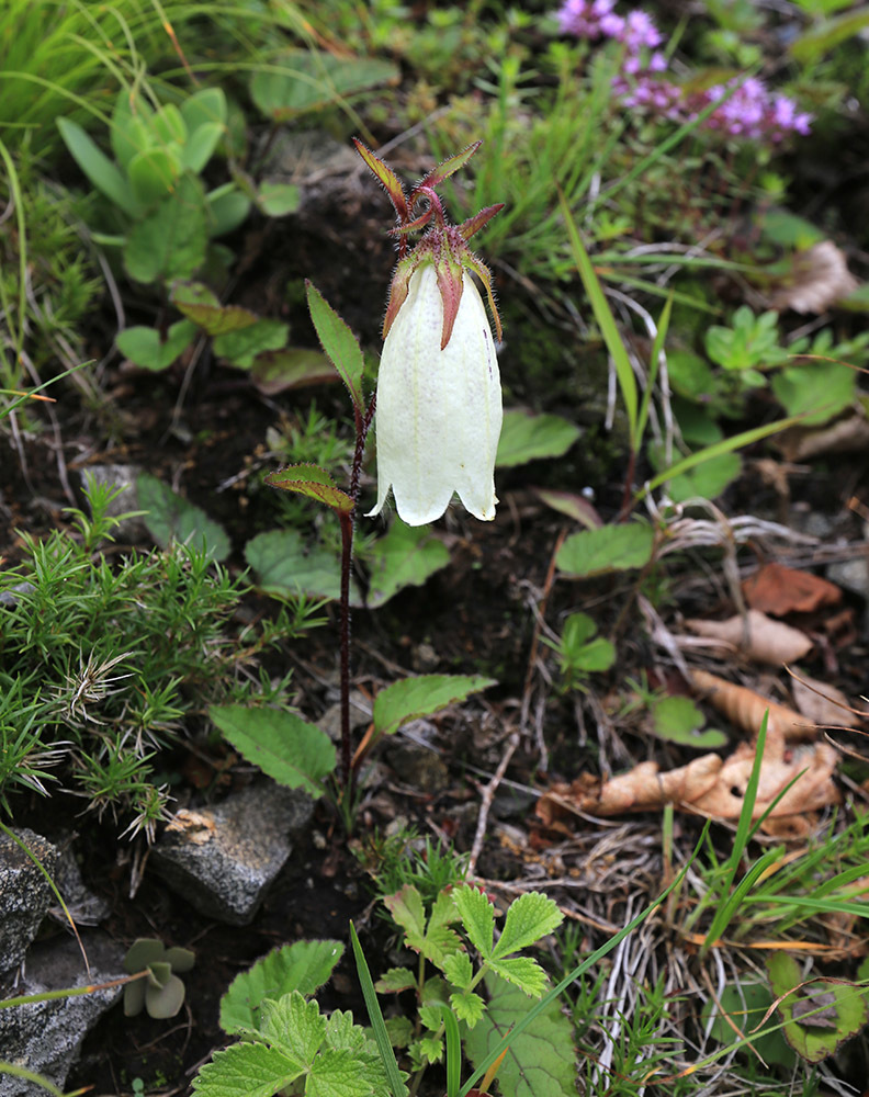 Image of Campanula punctata specimen.
