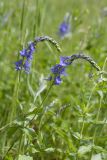 Veronica teucrium. Верхушка побега с соцветиями. Ленинградская обл., Гатчинский р-н, окр. дер. Авколево, карьер \"Елизаветино\", суходольный разнотравно-злаковый луг. 16.06.2019.