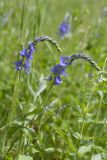 Veronica teucrium