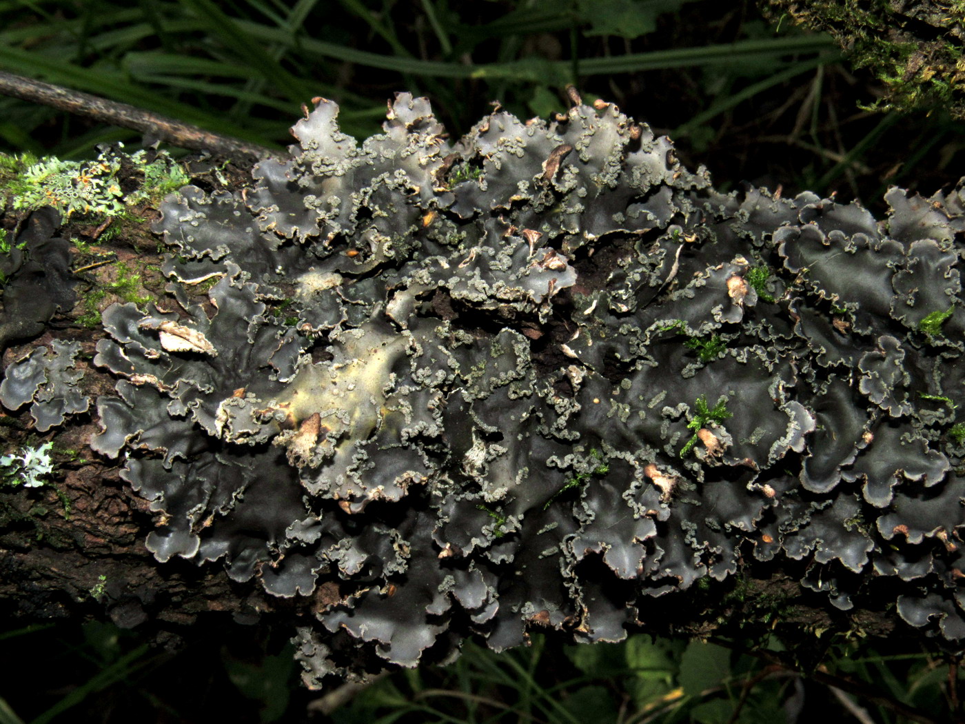 Image of Peltigera collina specimen.