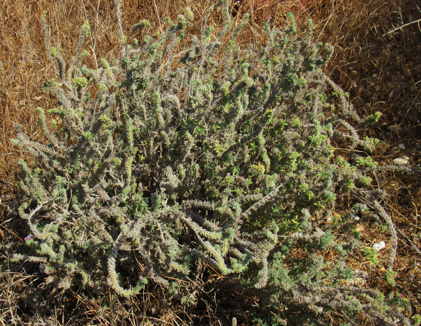Image of Echium parviflorum specimen.