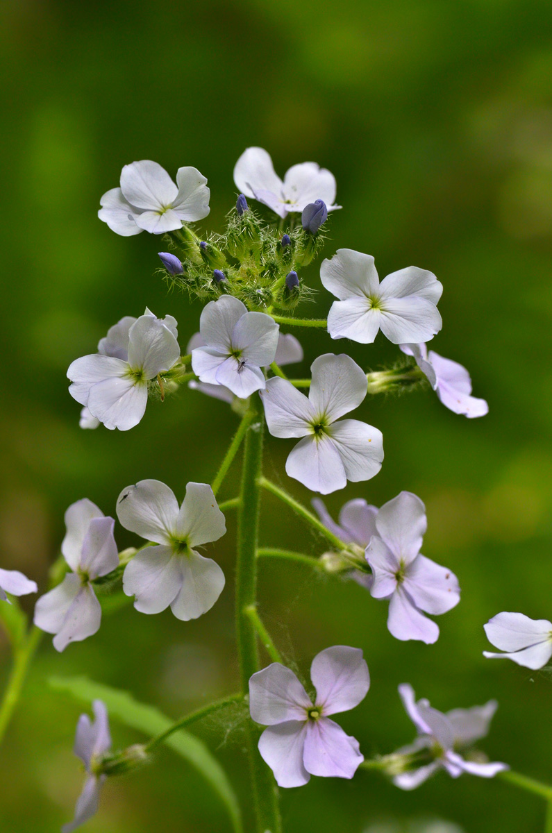 Изображение особи род Hesperis.