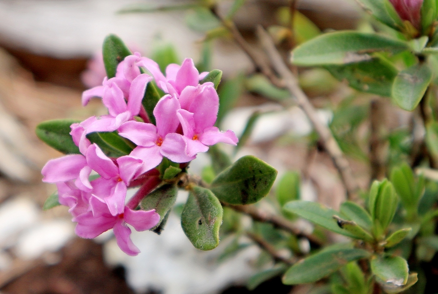 Изображение особи Daphne pseudosericea.