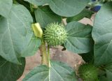 Datura innoxia. Плоды и листья. Астраханская обл., г. Астрахань, во дворе по ул. Костина. 19.09.2019.