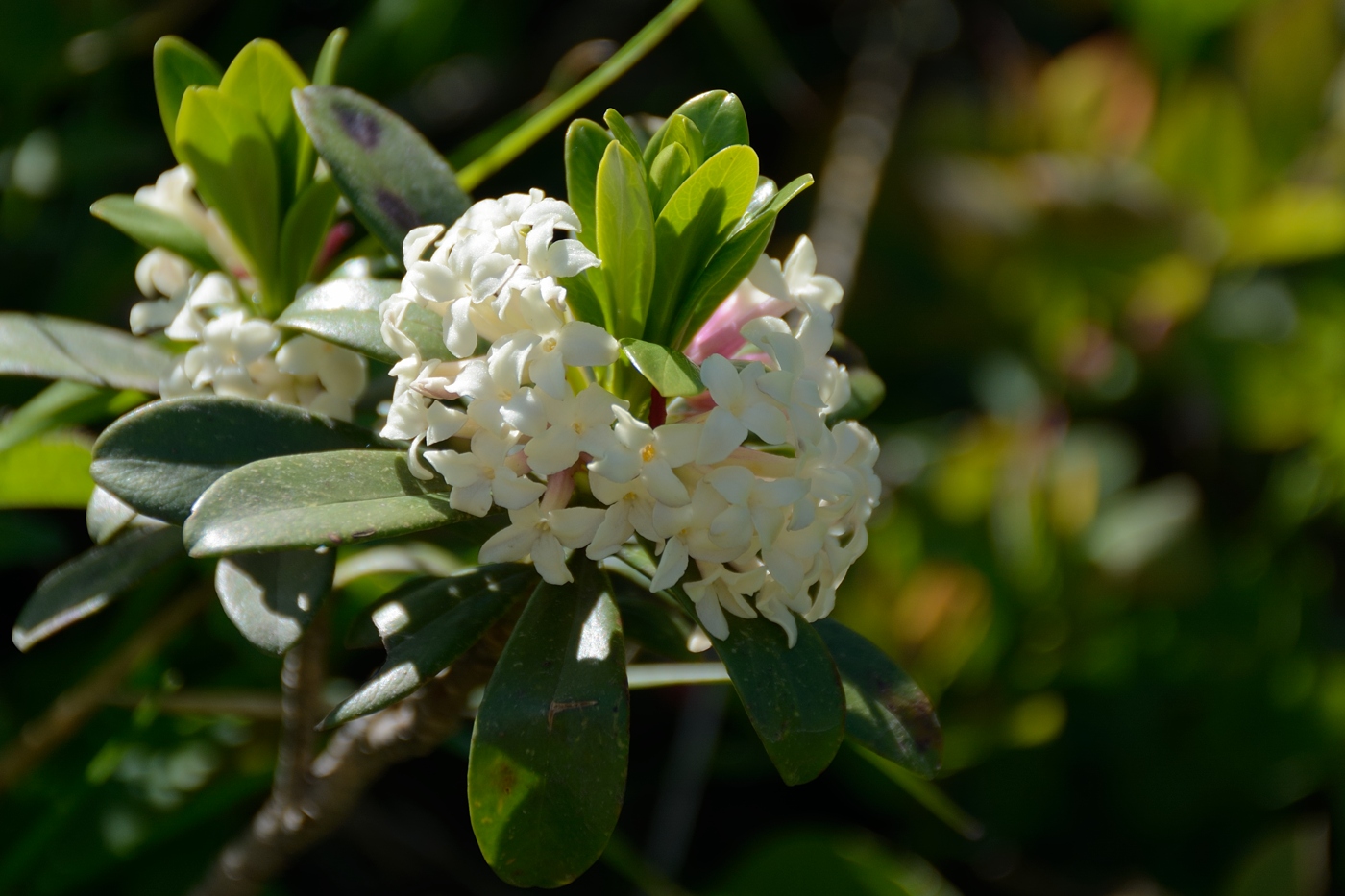 Image of Daphne glomerata specimen.