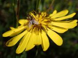 Tragopogon orientalis