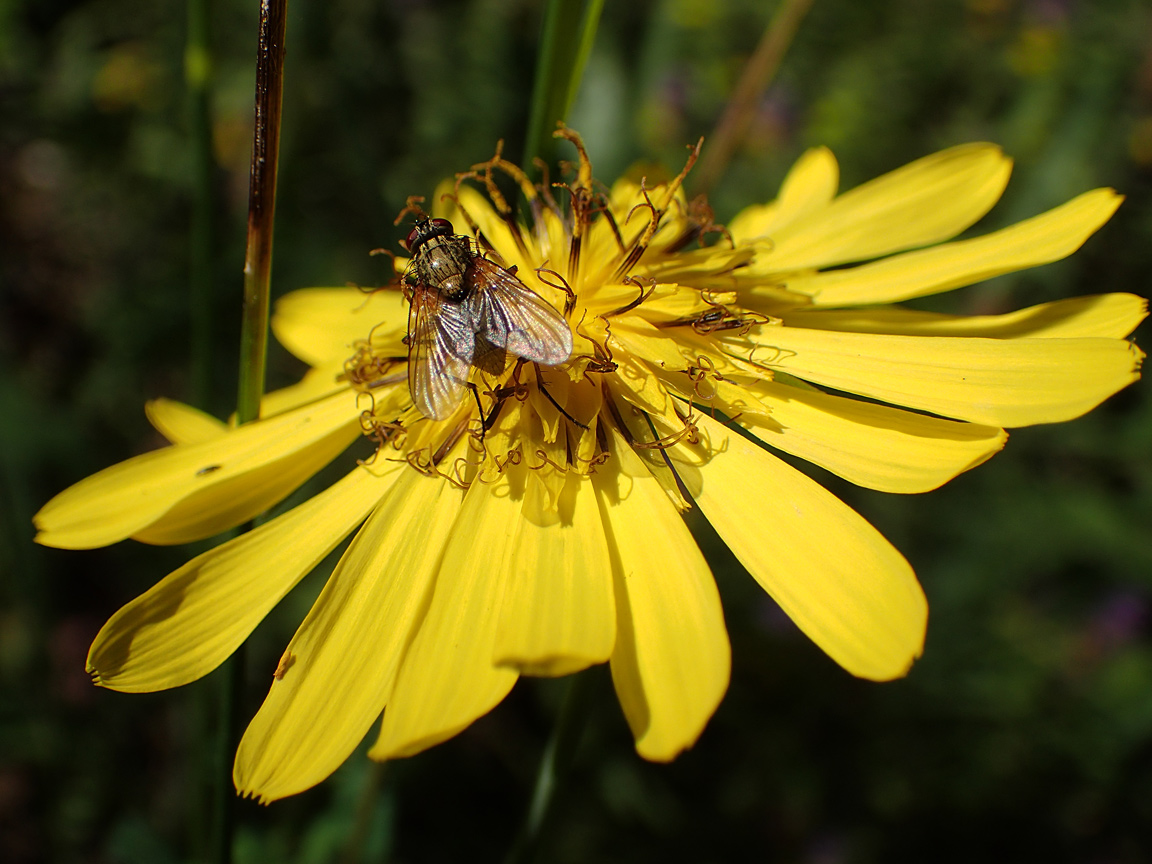Изображение особи Tragopogon orientalis.