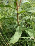 Oenothera rubricaulis