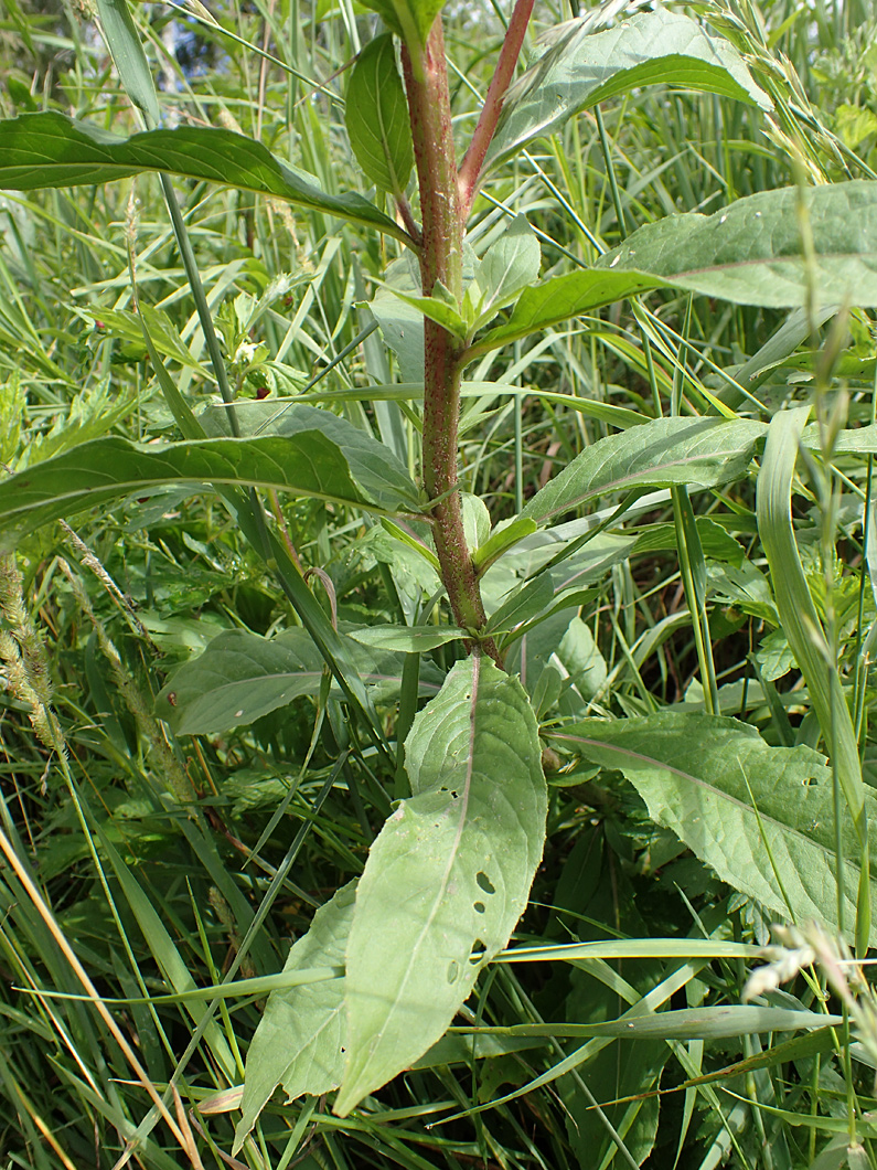 Image of Oenothera rubricaulis specimen.