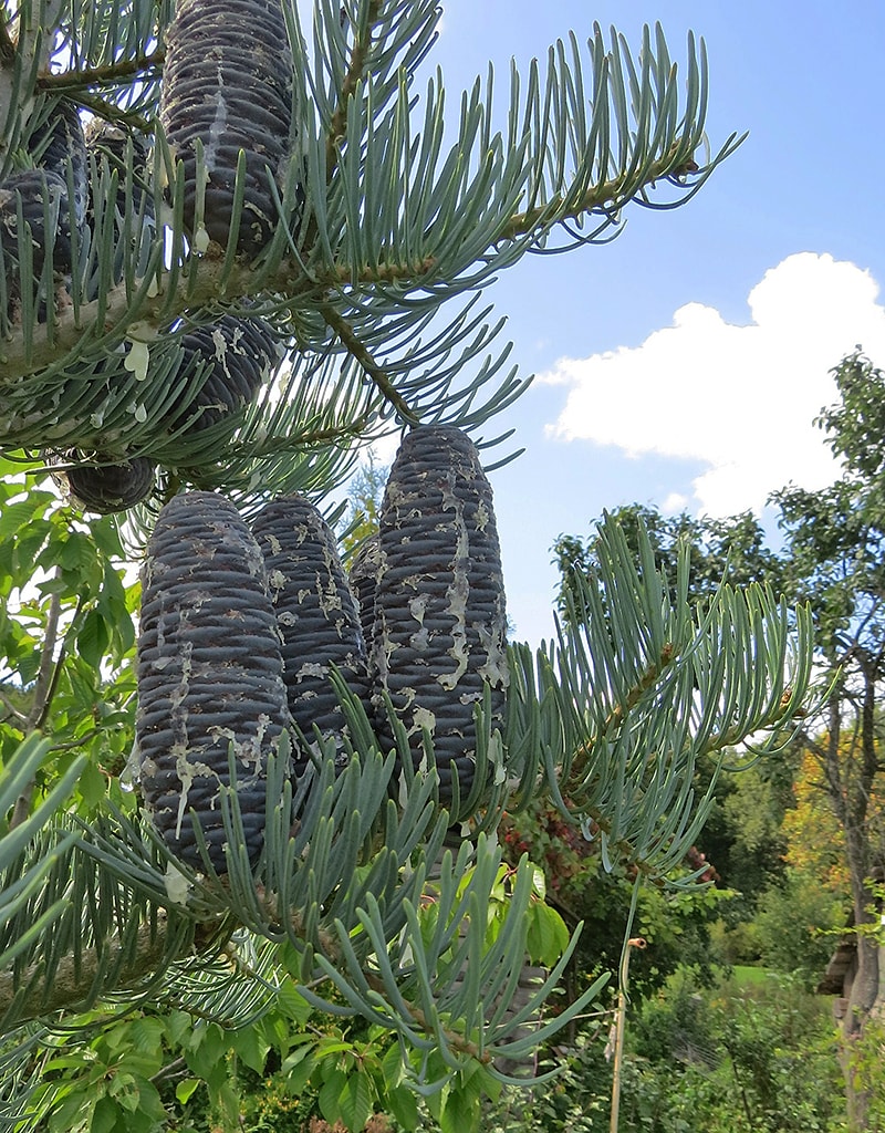 Image of Abies concolor specimen.