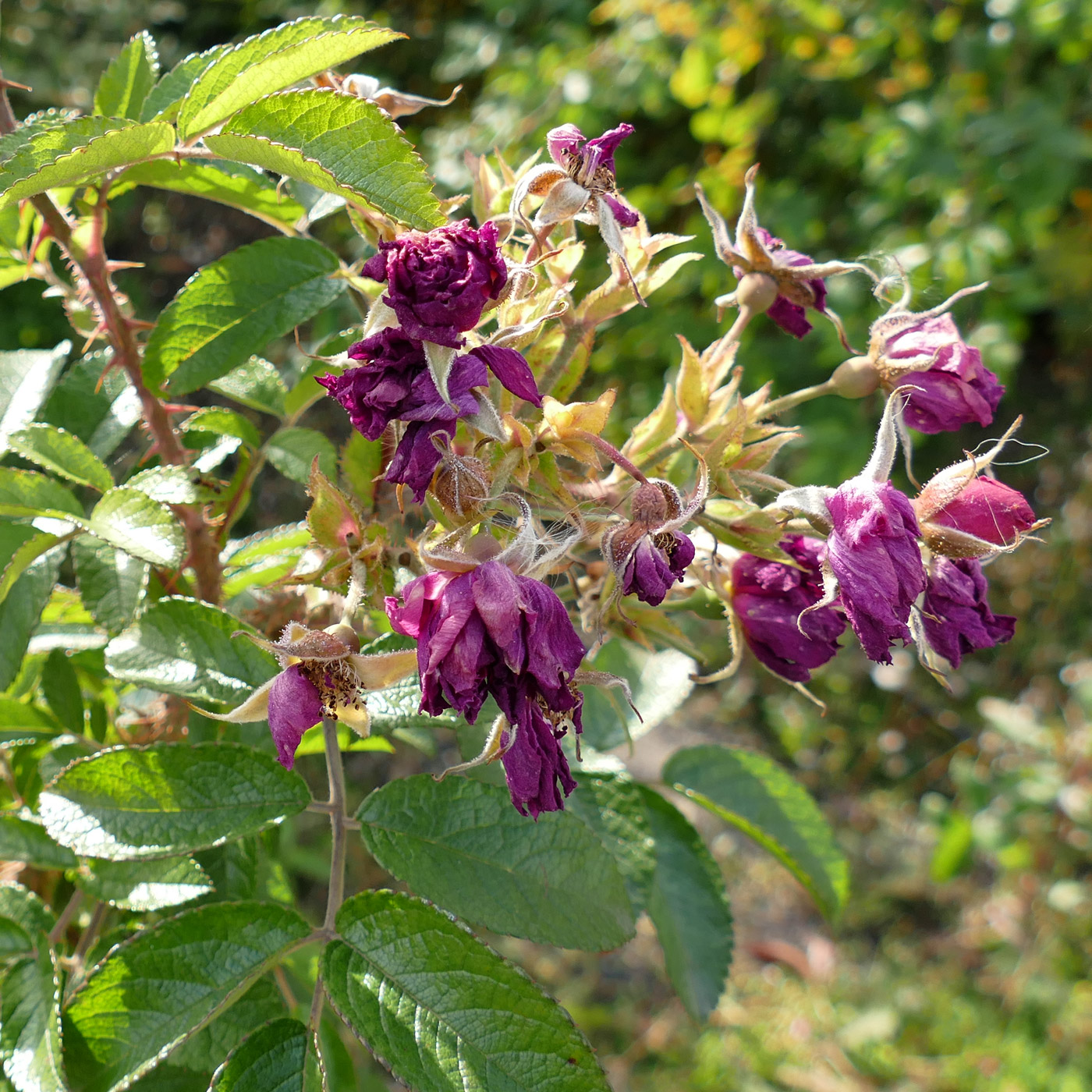 Image of Rosa rugosa specimen.