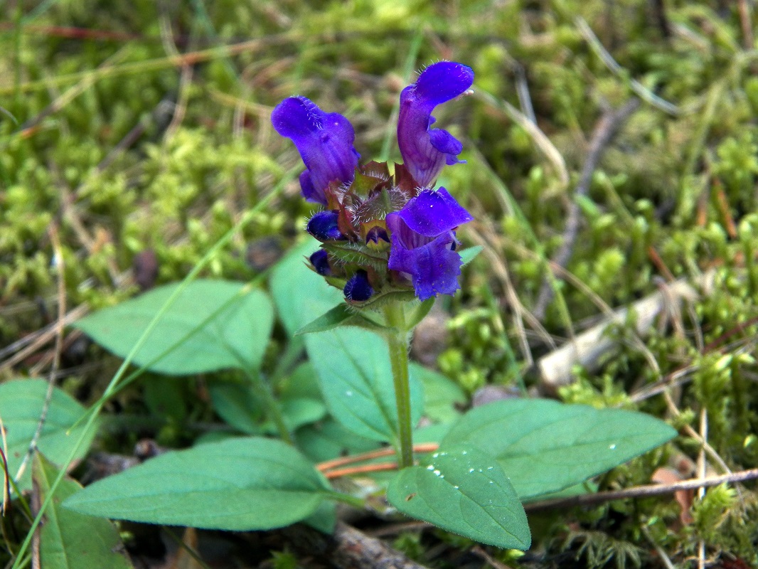 Image of Prunella grandiflora specimen.