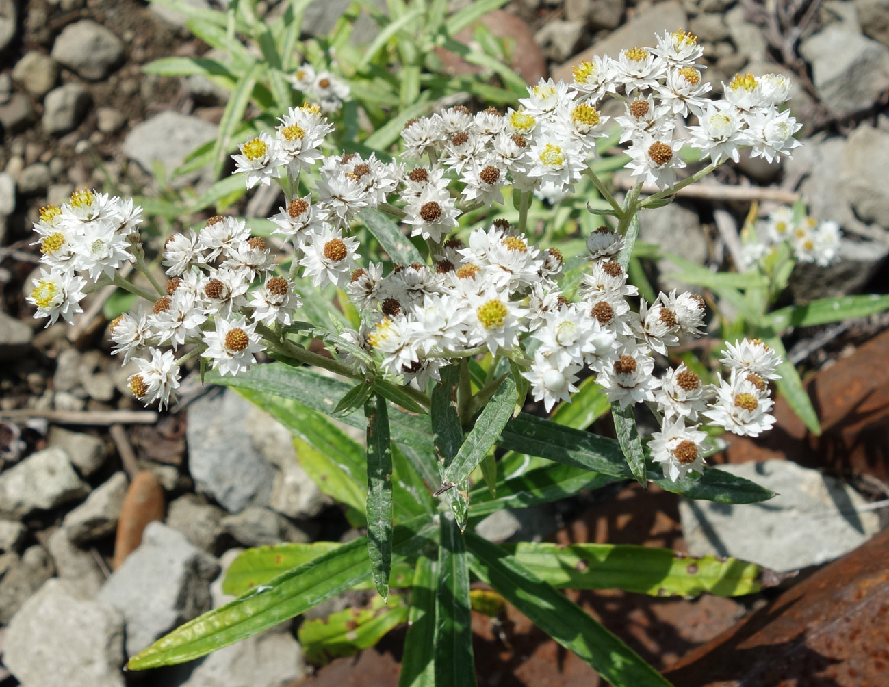 Image of Anaphalis margaritacea specimen.