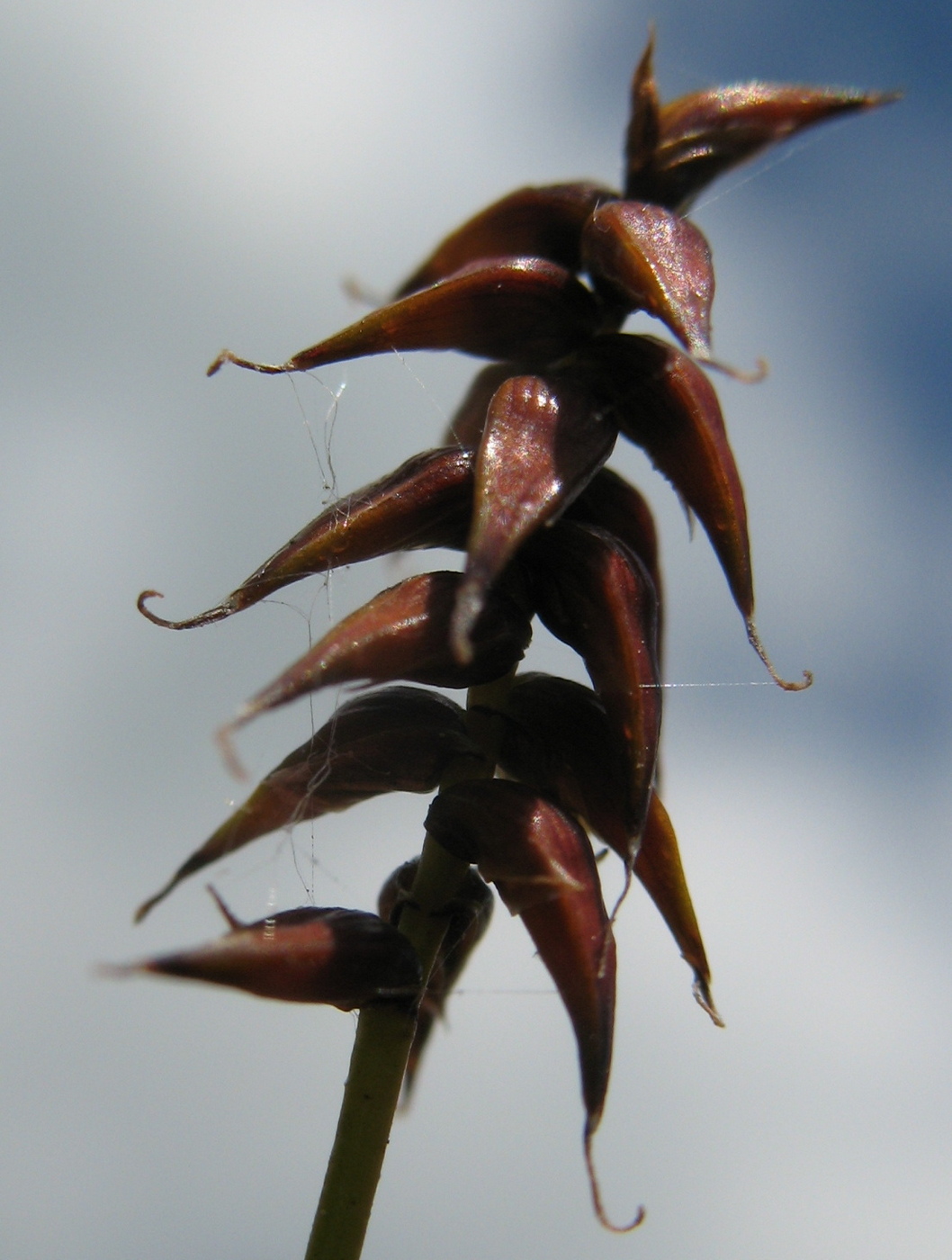 Image of Carex davalliana specimen.