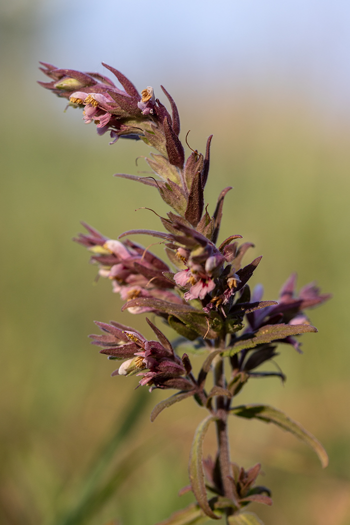 Изображение особи Odontites vulgaris.