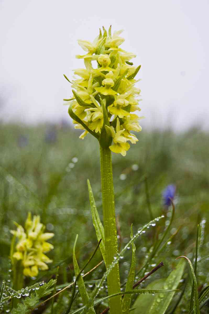 Изображение особи Dactylorhiza romana ssp. georgica.