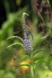 Veronica longifolia. Верхушка цветущего растения. Карельский перешеек, окр. Сертолово, на краю поля. 08.07.2019.