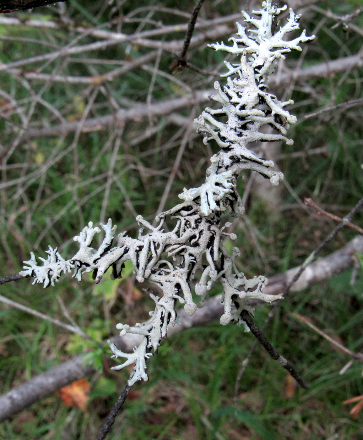 Изображение особи Hypogymnia tubulosa.