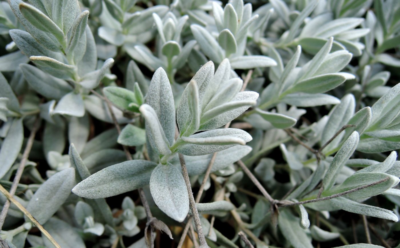 Изображение особи Cerastium biebersteinii.