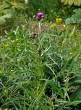 Cirsium heterophyllum. Верхушка расцветающего растения. Московская обл., Пушкинский р-н, окр. дер. Мураново, луг. 25.05.2019.