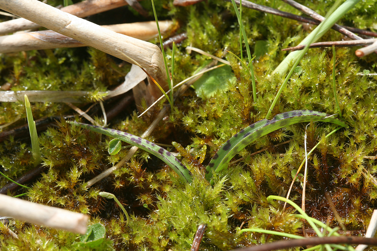 Image of Dactylorhiza traunsteineri specimen.