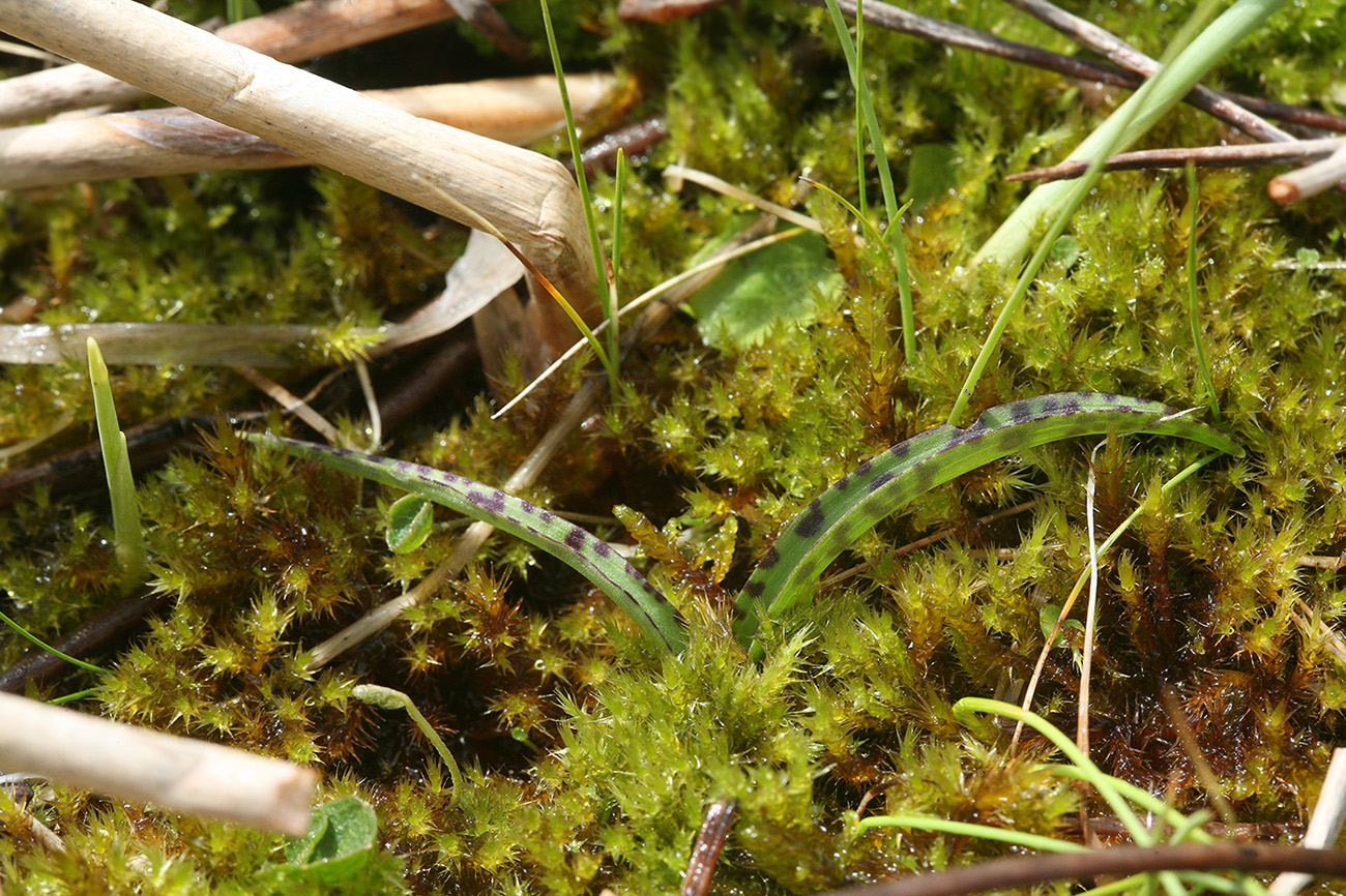 Изображение особи Dactylorhiza traunsteineri.