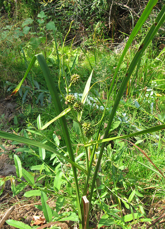 Image of Sparganium erectum specimen.