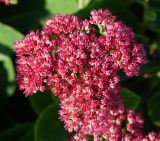 Hylotelephium spectabile