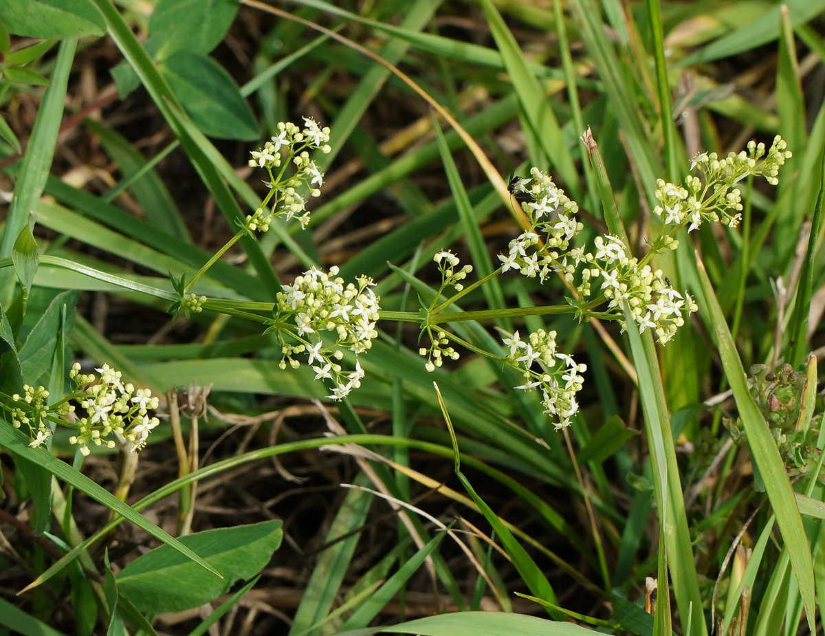 Image of Galium mollugo specimen.