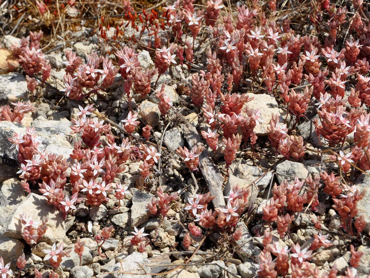 Image of Sedum eriocarpum ssp. porphyreum specimen.