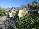 Rosa nanothamnus. Ветвь с цветками и бутонами. Казахстан, Южно-Казахстанская обл., Сырдарья-Туркестанский государственный региональный природный парк, Боралдайский филиал, дол. р. Боралдай, открытый каменистый склон. 23.05.2018.