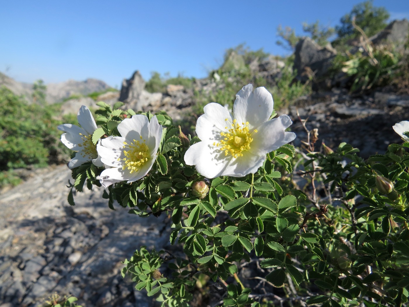 Изображение особи Rosa nanothamnus.