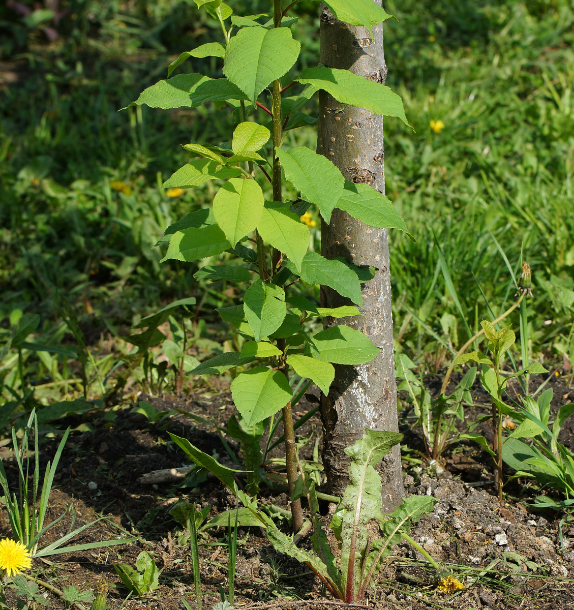 Изображение особи Padus virginiana.