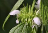 Lamium flexuosum. Часть побега с отцветающим соцветием. Испания, автономное сообщество Каталония, провинция Жирона, комарка Баш Эмпорда, муниципалитет Калонже, берег малой реки. 08.05.2020.